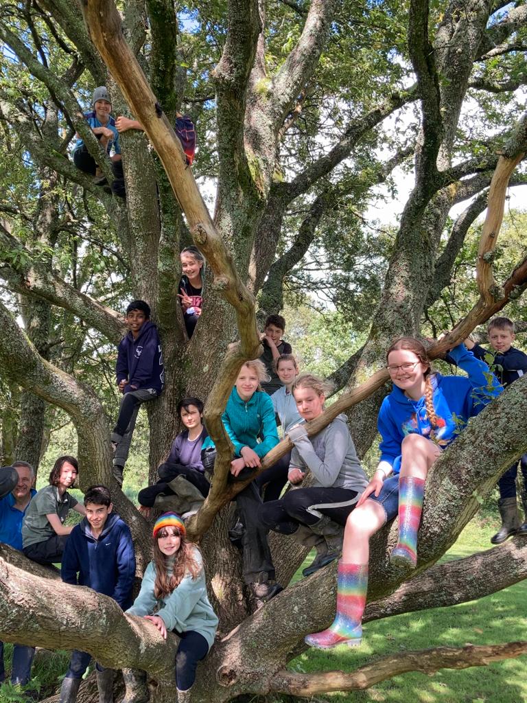 Scouts in a tree… Campfire